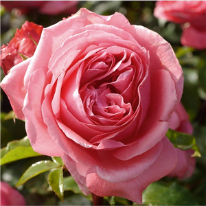 SPECIAL ANNIVERSARY (hybrid tea)